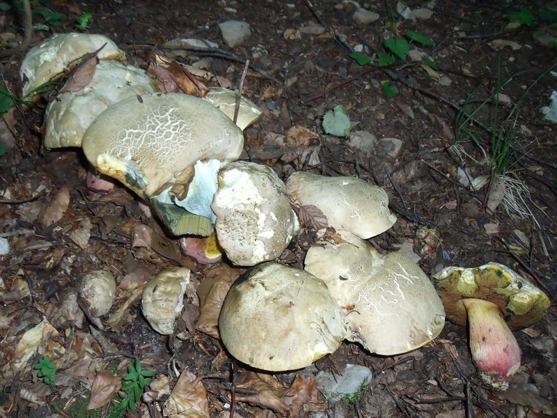 Boletus pulchrotinctus